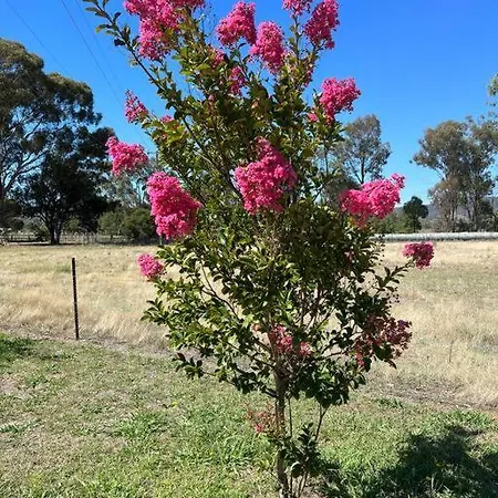 Tallow Wood Cottage Mudgee Exterior photo
