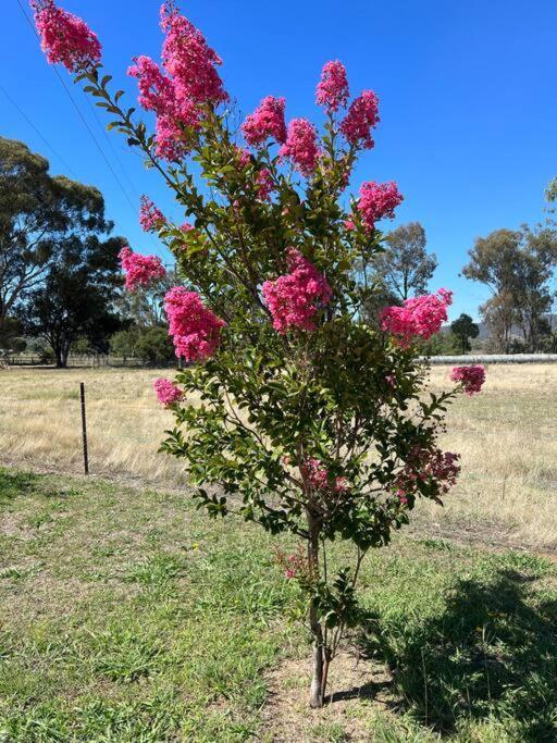 Tallow Wood Mudgee